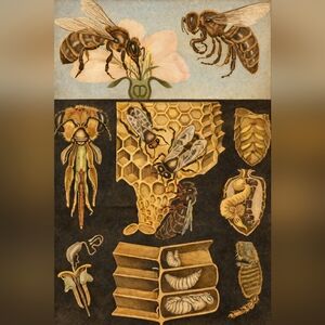 Vintage Bee and Honeycomb Illustration Print